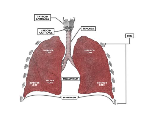 CrossFit | Anatomy of the Lungs