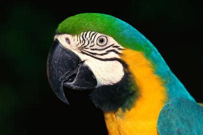 What Are the Predators of the Blue & Gold Macaw? | Animals - mom.me