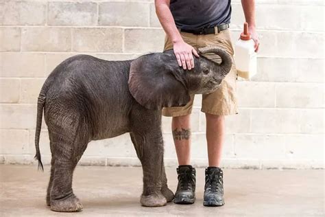 Elephant born prematurely at Pa. zoo gets human foster parents