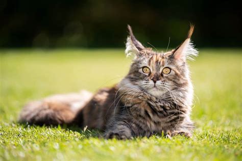 How Tall & Long Can a Maine Coon Cat Get? (Answered) - MaineCoon.org