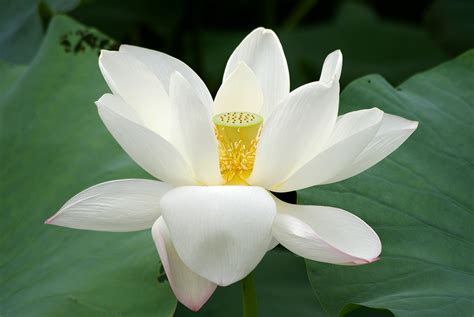 File:20090809 Lotus flower 2736.jpg - Wikimedia Commons