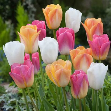 Mixed Tulip Seeds, 100pcs/pack – UrbanGardenSeed