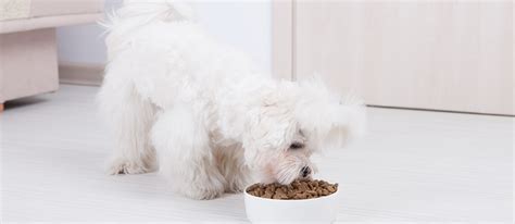 The Best Low Protein Dog Food in 2022 | Pet Side