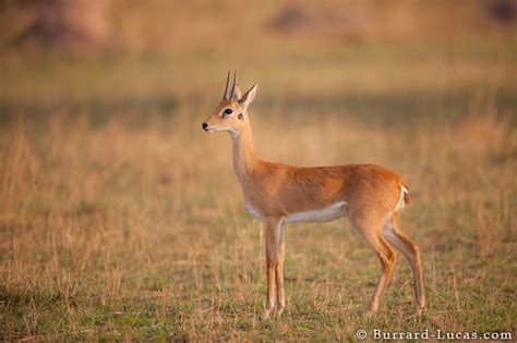 Oribi - Google Search | Africa wildlife, African animals, Wildlife animals