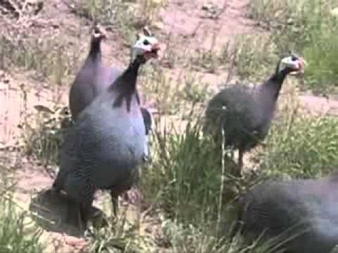 Male Guinea Fowl Sounds - YouTube