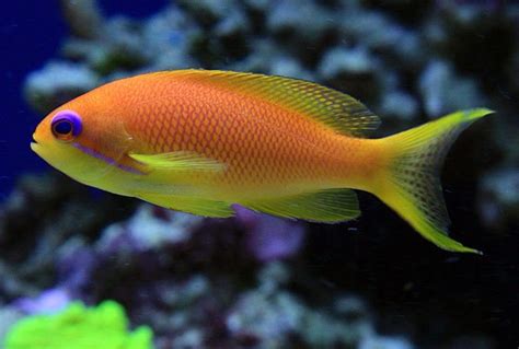 Lyretail Anthias (Pseudanthias squamipinnis) Saltwater Fish For Sale