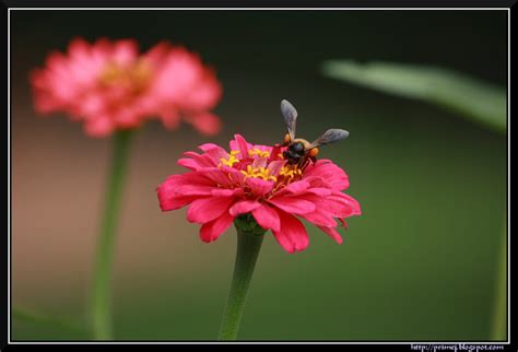 Prime Photos: Lalbagh Flower Show - August 2011