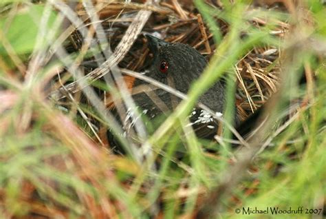 Spotted Towhee on nest | Property, Spokane, Spokane County, … | Flickr