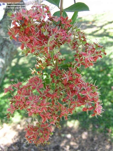 PlantFiles Pictures: Henna, Mignonette Tree, Egyptian Privet (Lawsonia inermis) by palmbob