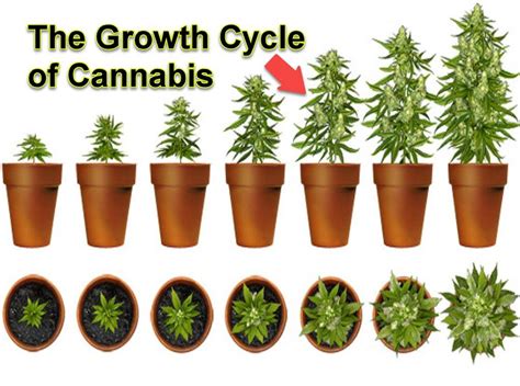 Stages Of Marijuana Plant Growth Cycle | Buy Cannabis Online