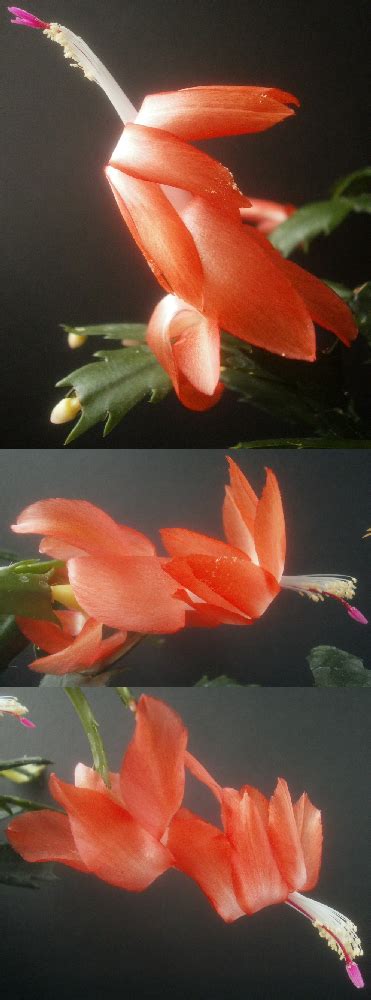 Plants are the Strangest People: Preliminary Schlumbergera seedling-selling stuff