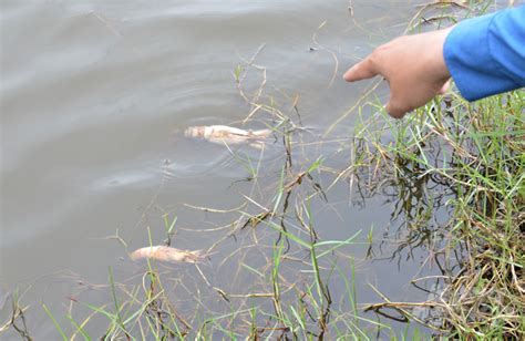 Hot weather causes disease outbreaks on farmed shrimp