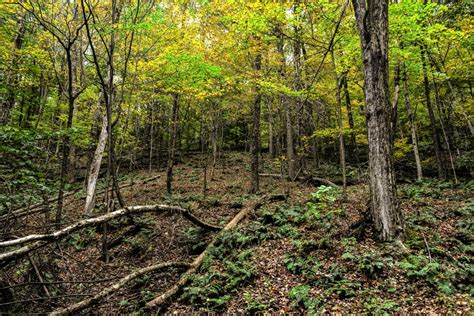 Free Images : tree, nature, wilderness, trail, leaf, autumn, soil, outdoors, woods, vegetation ...