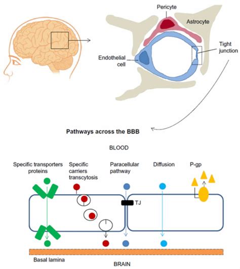 Blood brain barrier, blood brain barrier function & cells