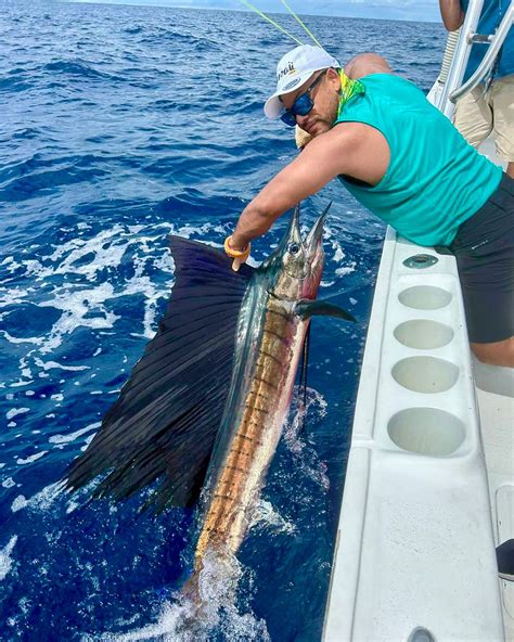 Marlin vs. Sailfish: A Close Look at the Billfish Family - Tom's Catch Blog