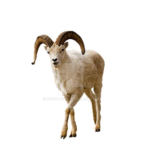 Mountain Goat Png 1989 Download