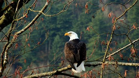 Texas nature park soars with first bald eagle sighting of the season ...