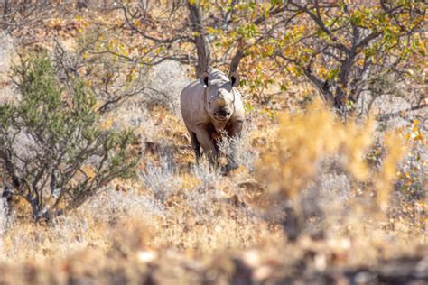 Trophy Hunting & Namibia's Conservation Challenge | Anywhere We Roam