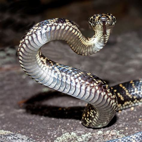 Broad-headed Snake stock photo. Image of species, venomous - 235293166