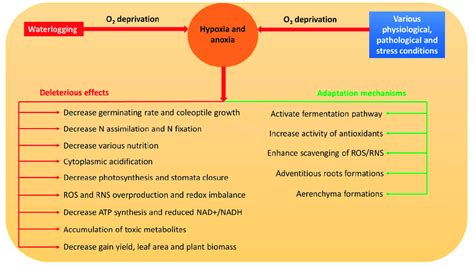 Possible causes of hypoxia and anoxia, their consequences, and defense ...