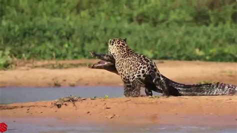 Amazing Jaguar Hunting Crocodile While Sleeping Big Battle Animals Real - YouTube