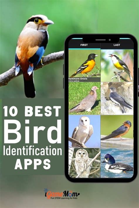 Best bird identification apps for kids in 2020 | Science activities for kids, Kids learning ...