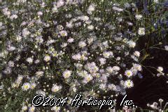 Aster-Like Boltonia 'Pink Beauty' - Beechwood