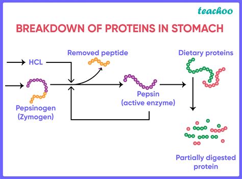 [MCQ] Assertion (A): HCl converts pepsinogen into active enzyme pepsin