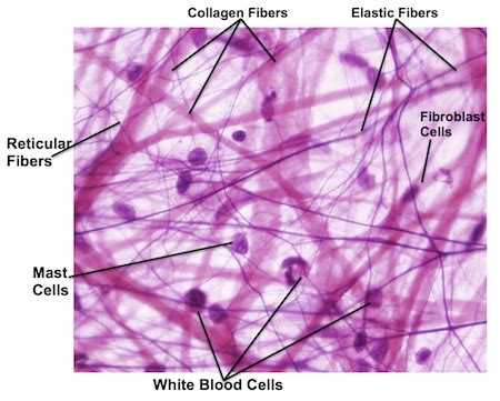 Areolar Connective Tissue Labeled Diagram