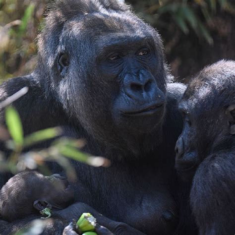 Western lowland gorilla holds her newborn baby - CGTN