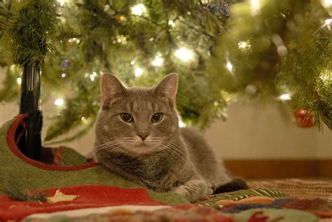 Why Does My Cat Like to Lay Under the Christmas Tree? | POPSUGAR Pets