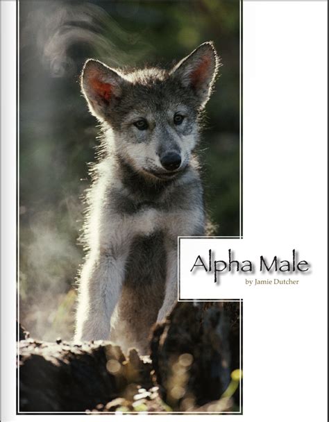 The Alpha Male - Living with Wolves