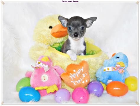 Blue Chihuahua Puppies For Sale | ChiChiBabies Chihuahuas