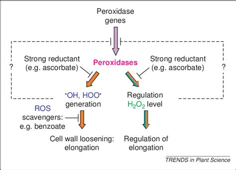 Role of peroxidases in cell elongation processes. Peroxidases are... | Download Scientific Diagram