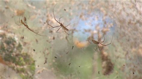 Thousands of spiders spin massive web at Texas park - ABC13 Houston