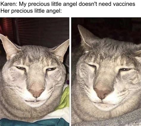 That cat is stoned : r/memes