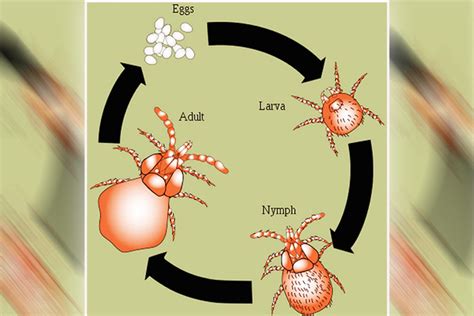 Chiggers: An itch you just can’t scratch enough - Outdoor News