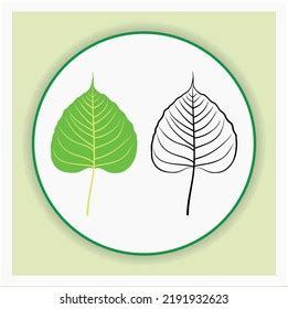 Bodhi Leaf Vector Design Illustration Line Stock Vector (Royalty Free ...