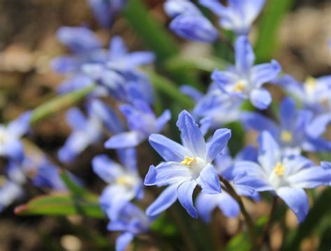 Darius synergy: First Flowers Of Spring Massachusetts - First Spring ...