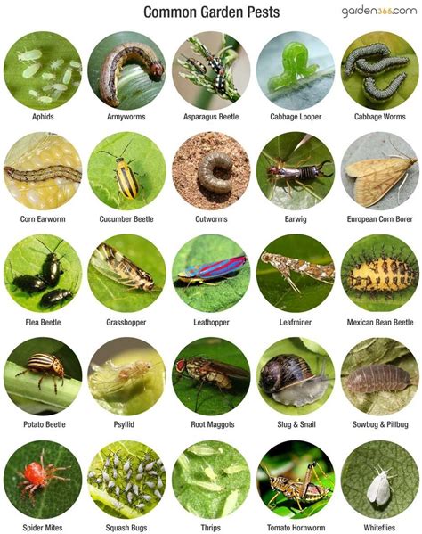 Common Garden Pest Identification - Garden Lessons