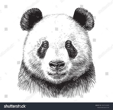 Cute Panda Portrait Sketch Hand Drawn Stock Vector (Royalty Free ...