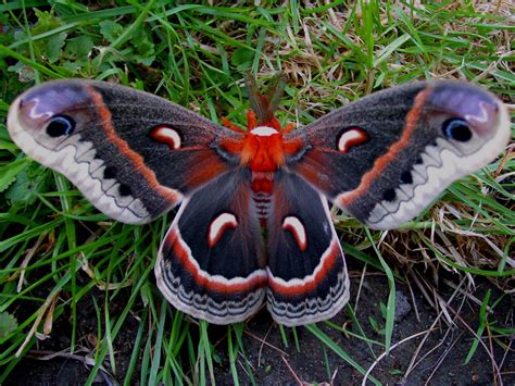 Franklin County (PA) Gardeners: What is THAT? Cecropia Moth Caterpillar