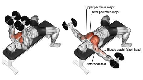 10 Best Chest Workout With Dumbbells at Home or Gym - Fit Life Regime