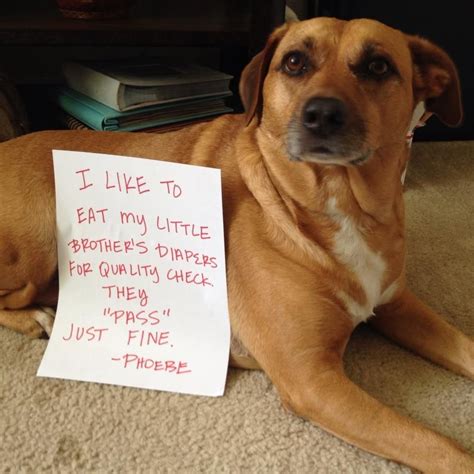 QC for my QT | Dog shaming, Bad dog, Funny dog pictures