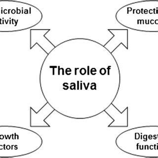 The Role of saliva. Saliva contains digestive enzymes, various growth... | Download Scientific ...