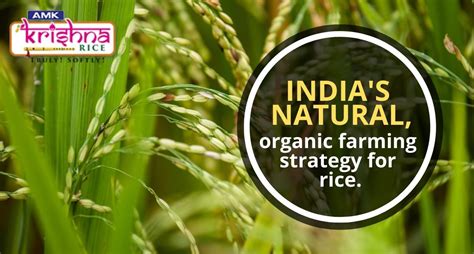 India's natural, organic farming strategy for rice