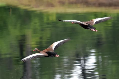 Black Bellied Whistling Ducks Flight Photograph by Jerry Griffin | Fine Art America