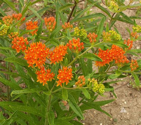 Butterfly Milkweed (Asclepias tuberosa) | Applewood Seed Company