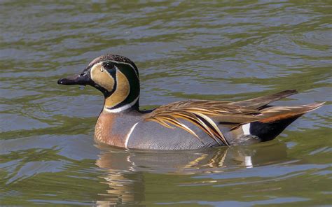 Baikal Teal | Audubon Field Guide