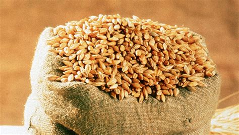 Malting barley in Europe: Harvest 2021